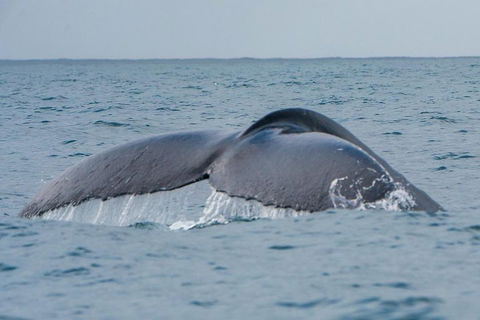 2-Hour Guided Whale Watching Tour At Noosa - Yarra Valley Accommodation 1