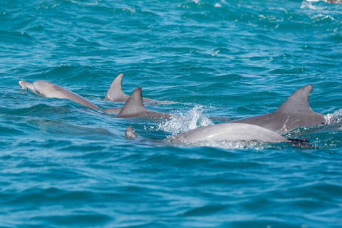 2-Hour Guided Whale Watching Tour At Noosa - Yarra Valley Accommodation 2