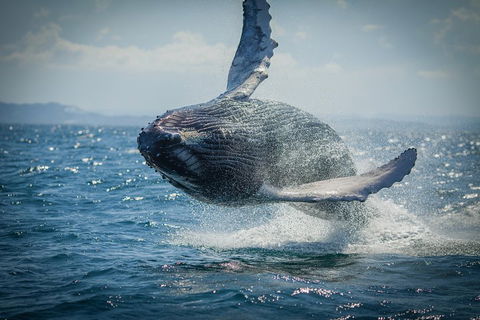 2-Hour Guided Whale Watching Tour At Noosa - Yarra Valley Accommodation 3