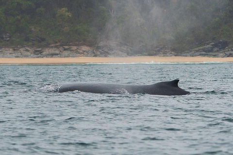 2-Hour Guided Whale Watching Tour At Noosa - Yarra Valley Accommodation 5