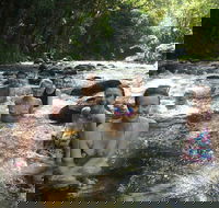 Daintree Rainforest Cape Tribulation Mossman Gorge Small-Group Day Tour - Yarra Valley Accommodation