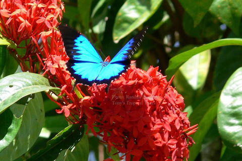 Daintree Rainforest, Cape Tribulation, Mossman Gorge Small-Group Day Tour - Yarra Valley Accommodation 2