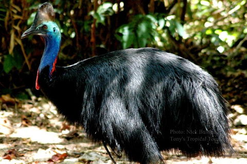 Daintree Rainforest, Cape Tribulation, Mossman Gorge Small-Group Day Tour - Yarra Valley Accommodation 3