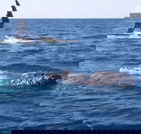 Noosa Whale Watching - Yarra Valley Accommodation