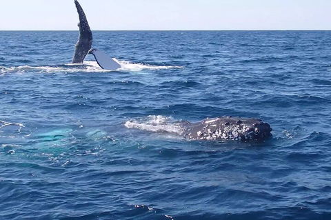 Noosa Whale Watching - Yarra Valley Accommodation 0
