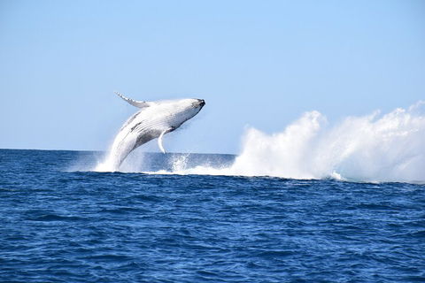 Noosa Whale Watching - Yarra Valley Accommodation 1