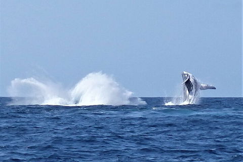 Noosa Whale Watching - Yarra Valley Accommodation 2