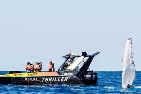 Noosa Whale Watching - Yarra Valley Accommodation 4