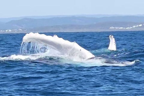 Noosa Whale Watching - Yarra Valley Accommodation 5