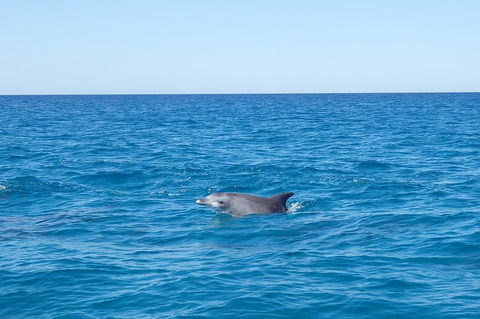Noosa Wild Dolphin Safari - Yarra Valley Accommodation 1