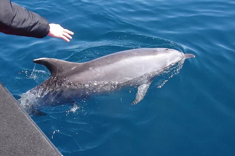 Noosa Wild Dolphin Safari - Yarra Valley Accommodation 2