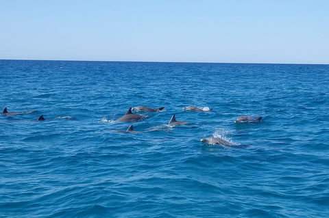 Noosa Wild Dolphin Safari - Yarra Valley Accommodation 3