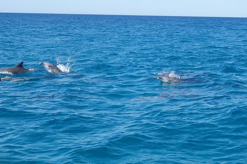 Noosa Wild Dolphin Safari - Yarra Valley Accommodation 4