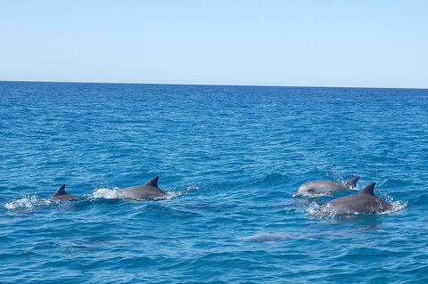 Noosa Wild Dolphin Safari - Yarra Valley Accommodation 5