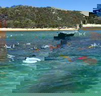 All Inclusive Dolphin and Tangalooma Wrecks Cruise - Yarra Valley Accommodation