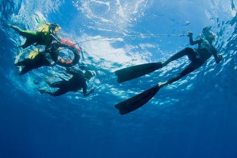 Passions Of Paradise Great Barrier Reef Snorkel And Dive Cruise From Cairns By Luxury Catamaran - Yarra Valley Accommodation 2