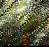 O'Reilly's  Lamington National Park from Gold Coast - Yarra Valley Accommodation