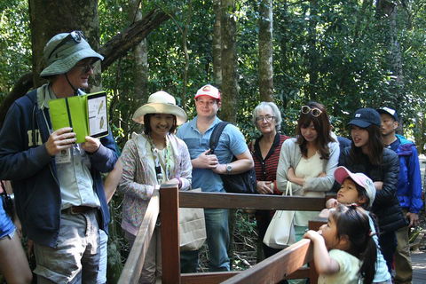 Natural Bridge Glow Worm Night Tour From Gold Coast - Yarra Valley Accommodation 4