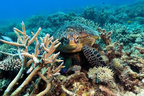 Great Barrier Reef Day Cruise From Cairns Including Snorkeling And Marine Biologist Presentation - Yarra Valley Accommodation 4