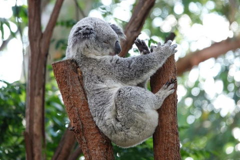 Small-Group Blue Mountains Tour With A Local Guide - Yarra Valley Accommodation 2