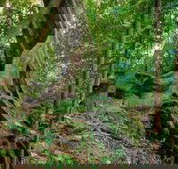 Private Daintree Mossman Gorge Exclusive Nature and Wildlife Focus - Yarra Valley Accommodation