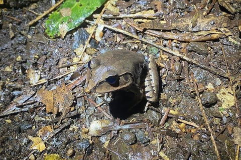 Evening Rainforest & Glow Worm Experience - Yarra Valley Accommodation 1