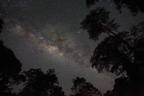 Evening Rainforest & Glow Worm Experience - Yarra Valley Accommodation 4
