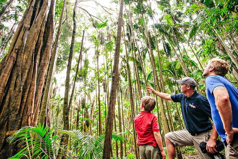 Natural Bridge & Springbrook Waterfalls Tour + Hot Air Balloon With Breakfast - Yarra Valley Accommodation 5