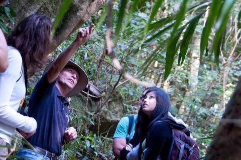Natural Bridge & Springbrook Waterfalls Tour - Yarra Valley Accommodation 4