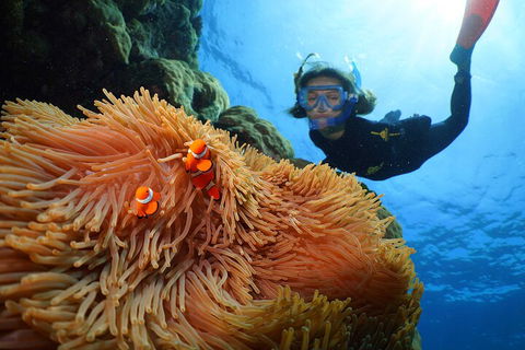 Silversonic Outer Great Barrier Reef Dive And Snorkel Cruise From Port Douglas - Yarra Valley Accommodation 3