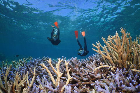 Silversonic Outer Great Barrier Reef Dive And Snorkel Cruise From Port Douglas - Yarra Valley Accommodation 4