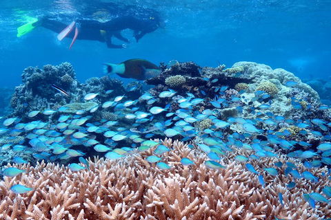 Silversonic Outer Great Barrier Reef Dive And Snorkel Cruise From Port Douglas - Yarra Valley Accommodation 5