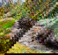 Cradle Mountain National Park Day Tour from Launceston - Yarra Valley Accommodation