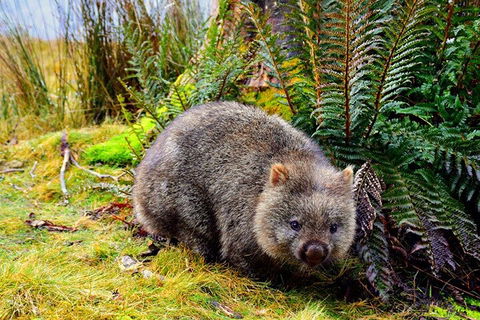 Cradle Mountain National Park Day Tour From Launceston - Yarra Valley Accommodation 0