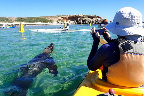 Penguin And Seal Islands Sea Kayaking Experience - Yarra Valley Accommodation 2