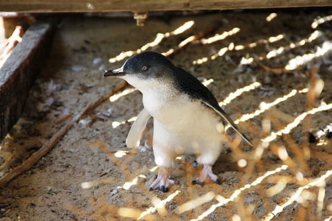 Penguin And Seal Islands Sea Kayaking Experience - Yarra Valley Accommodation 3