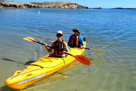 Penguin And Seal Islands Sea Kayaking Experience - Yarra Valley Accommodation 5