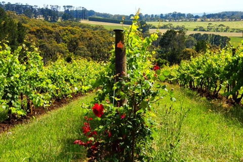 Mornington Peninsula Sightseeing Tour For 2-6 Guests. - Yarra Valley Accommodation 3