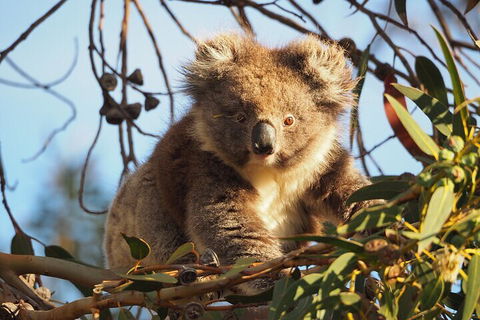 2-Hour Koala Walking Tour In Kangaroo Island - Yarra Valley Accommodation 0