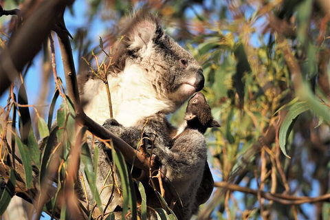 2-Hour Koala Walking Tour In Kangaroo Island - Yarra Valley Accommodation 1