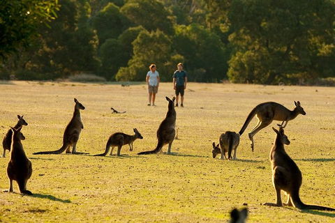 Grampians National Park Small-Group Eco Tour From Melbourne - Yarra Valley Accommodation 4