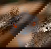 Currumbin Wildlife Sanctuary General Entry Ticket - Yarra Valley Accommodation
