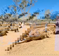 West MacDonnell Ranges Half-Day Small-Group Tour with Camel Ride - Yarra Valley Accommodation