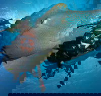 Great Barrier Reef Snorkeling and Diving Cruise from Cairns - Yarra Valley Accommodation