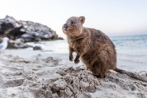 Rottnest Island All-Inclusive Grand Island Tour From Fremantle - Yarra Valley Accommodation 2