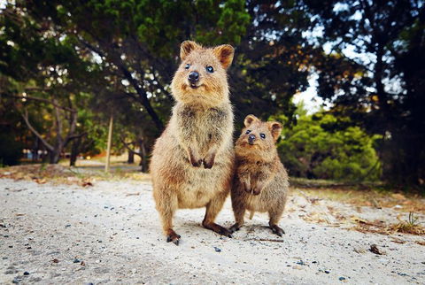 Rottnest Island All-Inclusive Grand Island Tour From Fremantle - Yarra Valley Accommodation 5