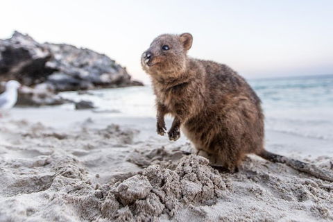 Perth To Rottnest Island Roundtrip Ferry Ticket - Yarra Valley Accommodation 5