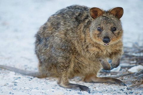 Rottnest Island Bayseeker Day Trip From Perth - Yarra Valley Accommodation 2