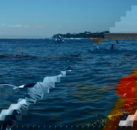 Mornington Peninsula Kayak Coastline Tour of Dolphin Sanctuary - Yarra Valley Accommodation