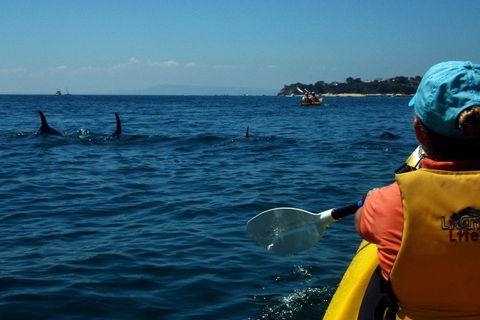 Mornington Peninsula Kayak Coastline Tour Of Dolphin Sanctuary - Yarra Valley Accommodation 0